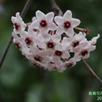 9-4.藝賞花卉．攝影蔡愛香
