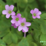 15-10.藝賞花卉．攝影蔡愛香