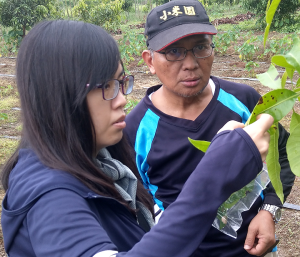 屏東縣府農業處植物病蟲研究人員向小米園蔬果園園主賴約翰解說愛文芒果葉面病蟲與防治